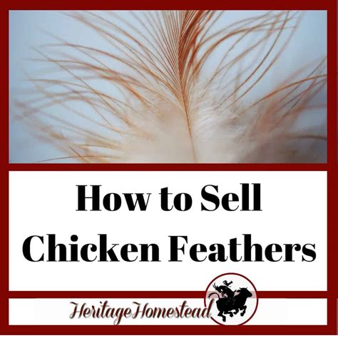 buy chicken feathers|how to sell chicken feathers.